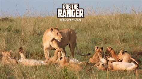 Lion Pride In The Golden Sunlight Maasai Mara Safari Zebra Plains Youtube