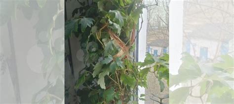 Циссус березка купить в Москве | Товары для дома и дачи | Авито