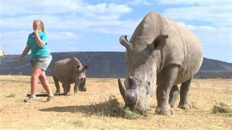 South African Scientists Turn Rhino Horns Radioactive To Curb Poaching