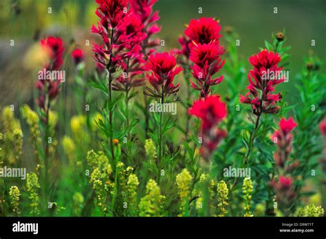 Usa Washington State Mount Rainier National Park Indian Paintbrush