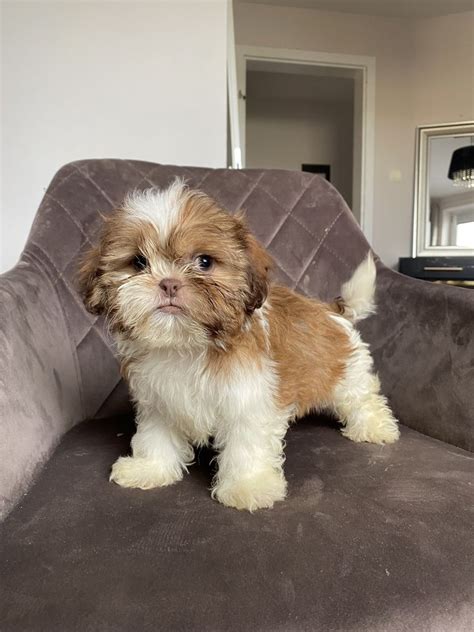 Shih Tzu biało czekoladowy piesek z rodowodem Wieluń OLX pl