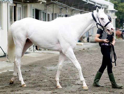 ソダシのいとこ、白毛馬アマンテビアンコが17日東京6rでデビュー 調教は目立つ動きで態勢万全 スポーツ報知