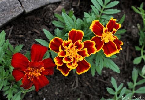 Uses for Marigolds - Garden to Kitchen to Crafting and more