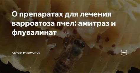 О препаратах для лечения варроатоза пчел: амитраз и флувалинат | Cergey ...
