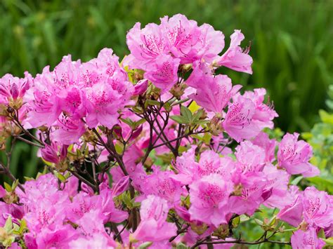 time  plant azaleas  gardener