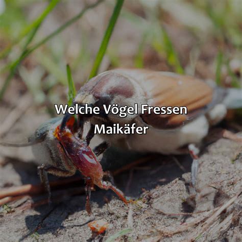 Welche V Gel Fressen Maik Fer Vogelwunderland