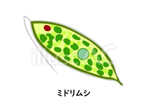 微生物 ミドリムシイラスト - No: 23049919／無料イラストなら「イラストAC」