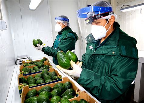 MIDAGRI Última campaña de exportación de palta peruana superó las 400