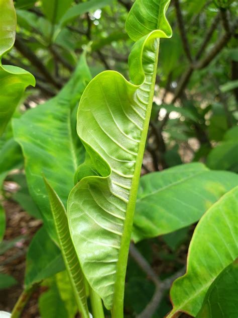 Plumeria Powdery Mildew Leaf Curling And Distortion Flickr