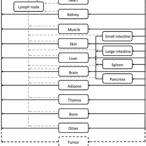 Structure Of The Whole Body Platform Pbpk Model All Organs Are