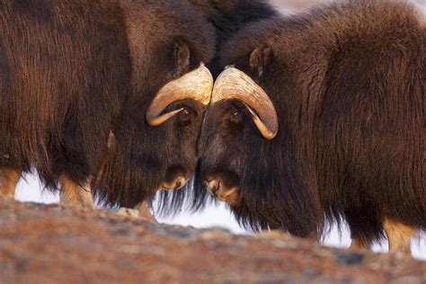 The Muskox Amazing Creature Facts And Photographs The Wildlife