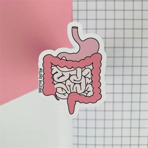 Digestive System Diagram Sticker Biology Vinyl Sticker Etsy