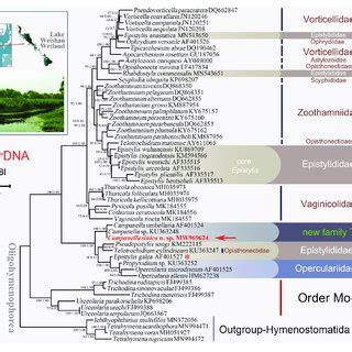 Maximum Likelihood ML Tree Inferred From Small Subunit Ribosomal