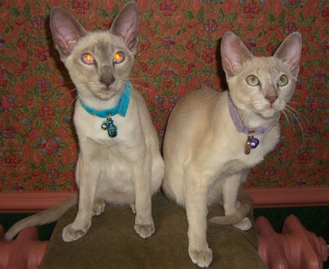 SHOW ME YOUR PUSSY British Expats