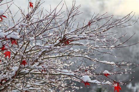 Fotos Gratis Rbol Rama Flor Nieve Invierno Planta Escarcha