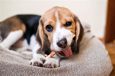 Are Chicken Bones Safe for Dogs? | LoveToKnow Pets