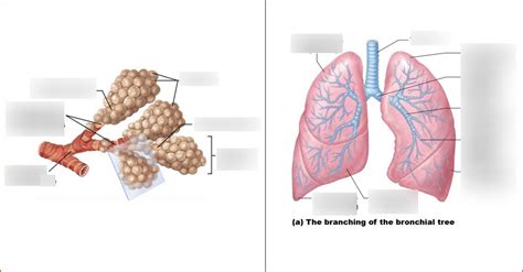 Alveoli And Lungs Diagram Quizlet