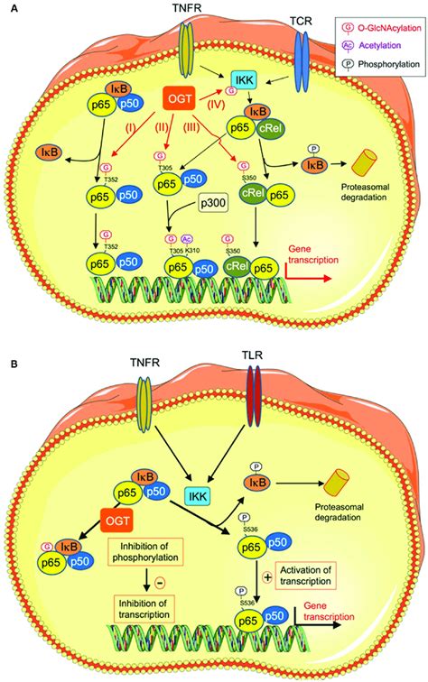 O Glcnacylation Regulates Nf B Transcriptional Activity Through