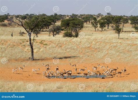 Springbok herd stock image. Image of transfrontier, park - 26536891