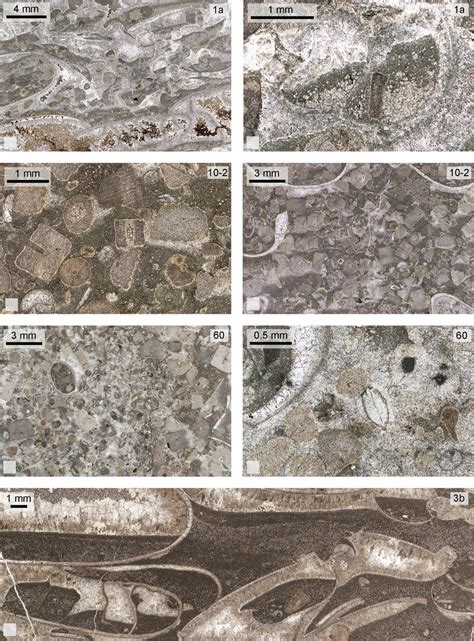 Photomicrographs Of The Three Main Microfacies Corresponding To The