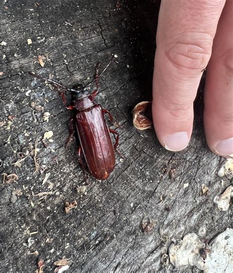 Big red beetle-lookin thing in north NJ : r/whatbugisthis