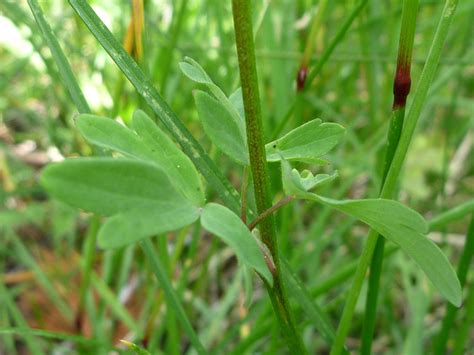 Leaves - photos of Aquilegia Formosa, Ranunculaceae