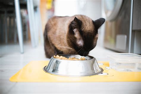 Problemas urinarios en los gatos cómo detectarlos H V Puchol