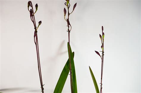 In Spike Bud Epidendrum Orchid Epi Rioclarense 4 Pot Ebay