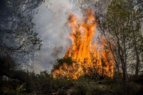 Les Quelques Points Positifs Dun Feu De Forêt