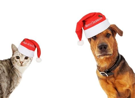 5 Vídeos Para Felicitar La Navidad ¡con Perros Y Gatos