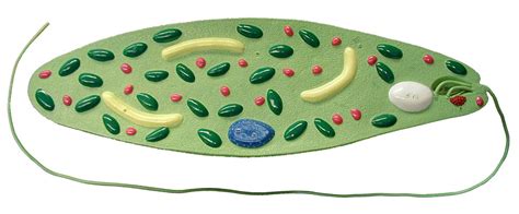 Biol Lp Unit Euglena Model Diagram Quizlet