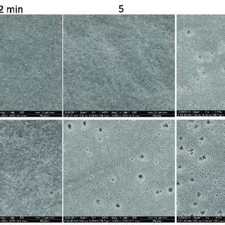 Top Surface Scanning Electron Microscope SEM Images Of Membranes