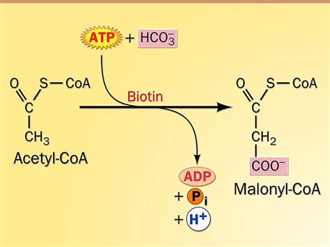 Biosynthesis of Saturated Fatty acids Notes