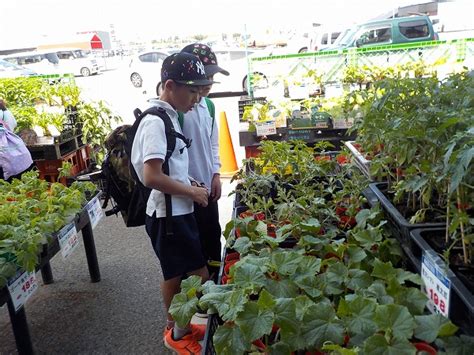 野菜の苗を買いに行きました（あじさい級） 舟橋村立舟橋小学校