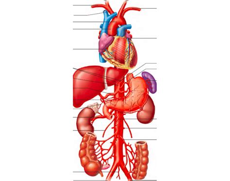 Aorta And Its Principle Branches Diagram Quizlet