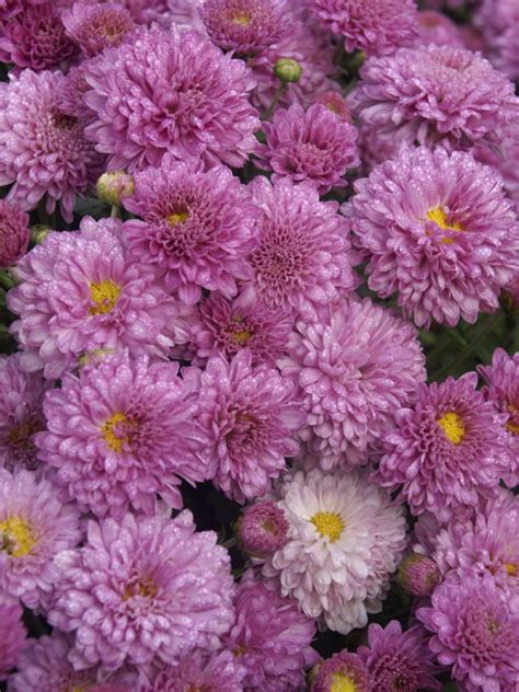 Mum Jewel Box Bluestone Perennials Perennials Flowers Perennials