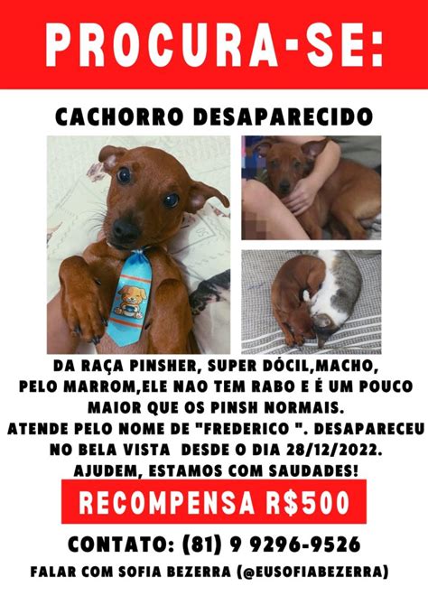 Jovem Oferece Recompensa Para Quem Encontrar Cachorro Desaparecido Em