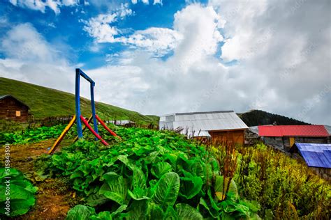 Colorful Traditional Wooden Plateau House Green Nature And Snowy