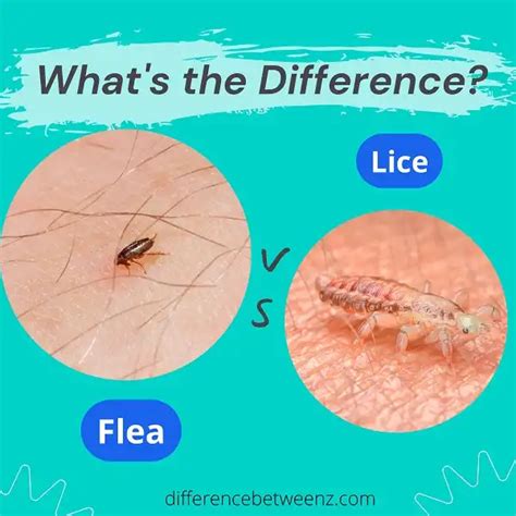 Difference between Fleas and Lice - Difference Betweenz