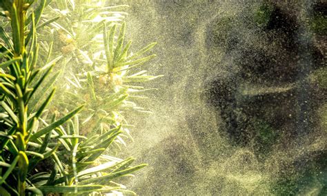 Pollen alters cloud formation and changes weather patterns - Earth.com