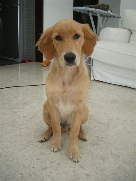 How Much Should My 12 Week Old Golden Retriever Weights
