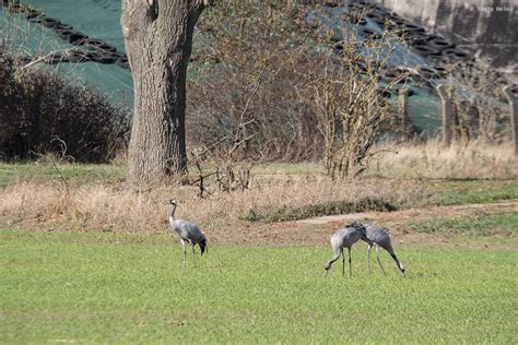 Linum Kraniche Beobachten In Brandenburg Deutschland Brandenburg