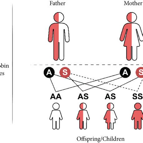 Inheritance of sickle cell disease. In a scenario where both parents ...