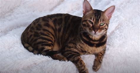 Bengal Cat Colors and Patterns - KittenWiki