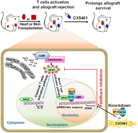 Nf45nf90‐mediated Rdna Transcription Provides A Novel Target For