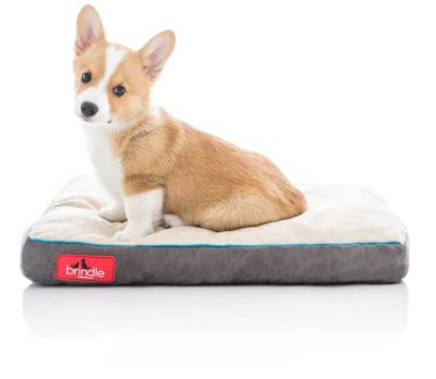 8 Best Washable Dog Beds for Reviews | Dog Bed with Washable Cover