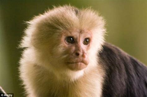 10 Facts about Capuchin Monkeys | Fact File