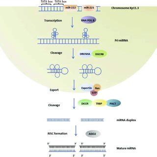 Biogenesis Of MiR 221 222 MiR 221 222 Is A Gene Cluster Located On