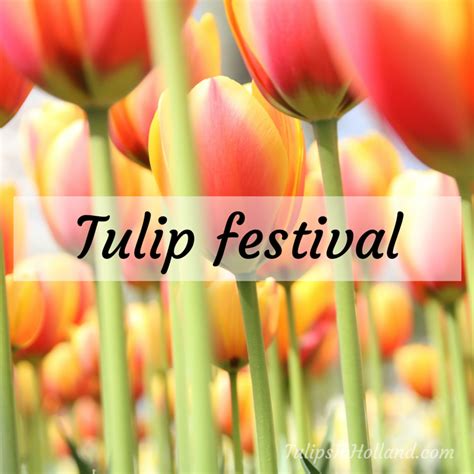 Tulip festival Holland Michigan - Tulips in Holland