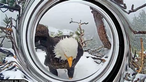 May 4 afternoon FOBBV CAM Big Bear Bald Eagle Live Nest Cam 1 / Big
